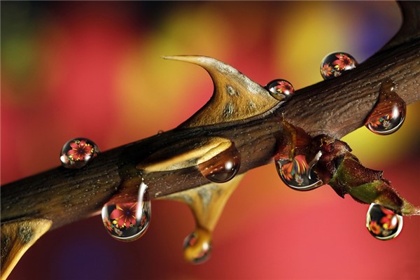 夢到了身上有刺是好是壞_周公解夢