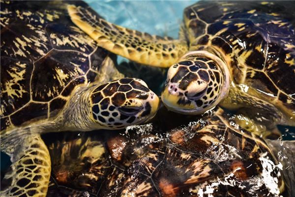 夢見好多烏龜_周公解夢