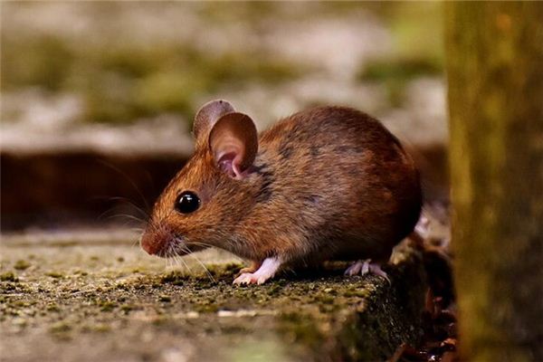 生肖鼠2021年多大了財運怎樣_十二生肖