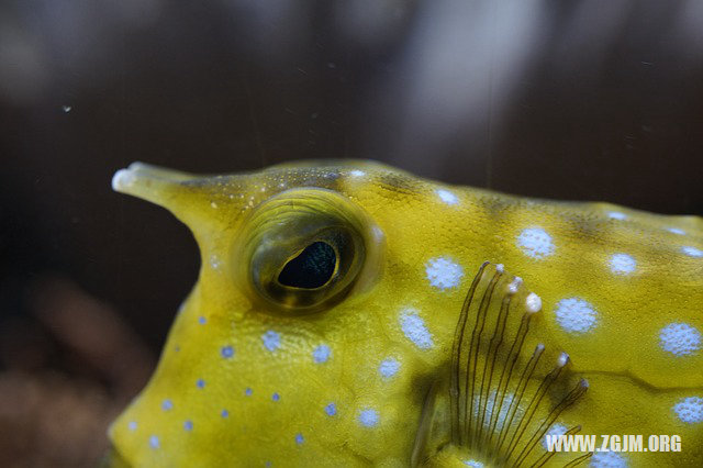 夢見金魚在水裡游_周公解夢夢到金魚在水裡游是什麼意思_做夢夢見金魚在水裡游好不好_周公解夢官網