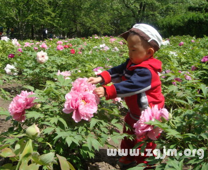 夢見摘花