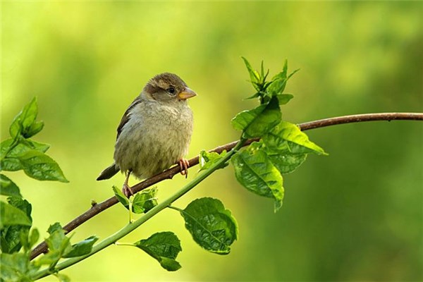 夢到了逮鳥有什麼說法_周公解夢