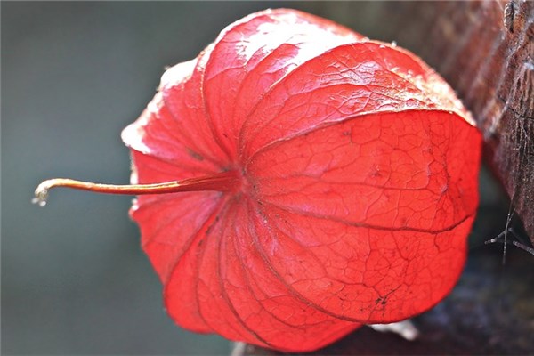夢到燈籠果怎麼樣_周公解夢