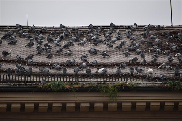 夢見在屋頂怎麼樣_周公解夢