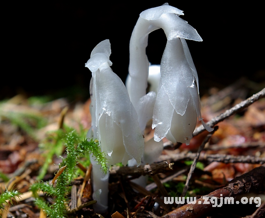 水晶蘭花語