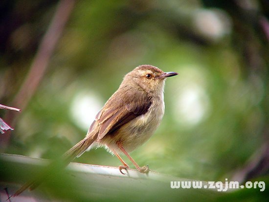 夢見別人抓鳥