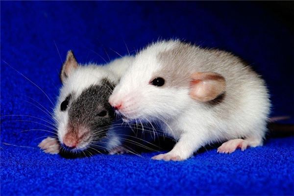 夢見一隻老鼠_周公解夢