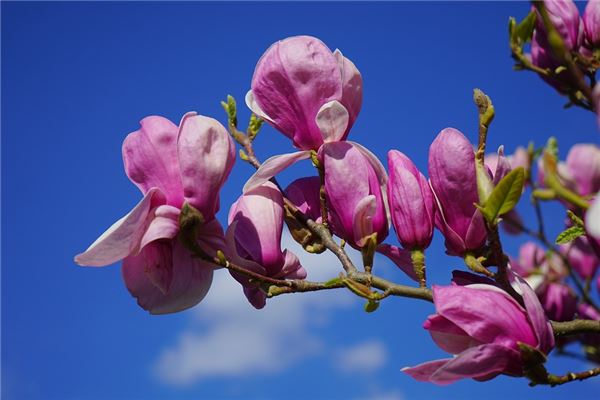 夢到玉蘭樹會是什麼預兆_周公解夢