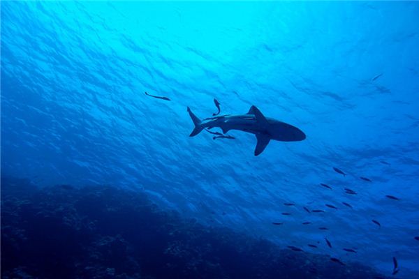 懷孕夢見大魚_周公解夢