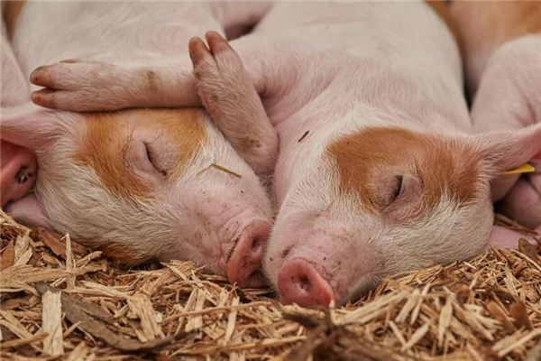 屬相豬的人何年出生_十二生肖