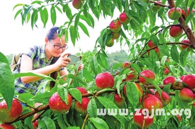 夢見桃花桃子