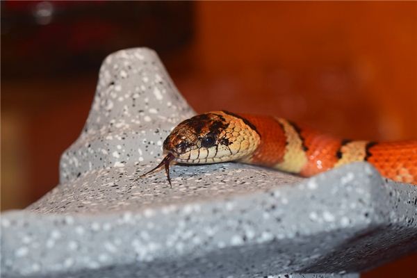 夢見把蛇打死了是什麼意思,什麼徵兆_周公解夢