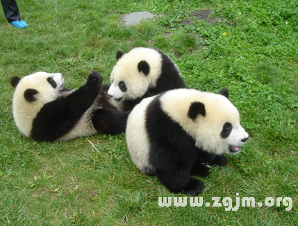 夢見三隻熊貓