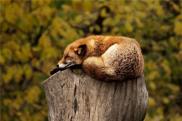 夢見動物成精有什麼意思嗎_周公解夢