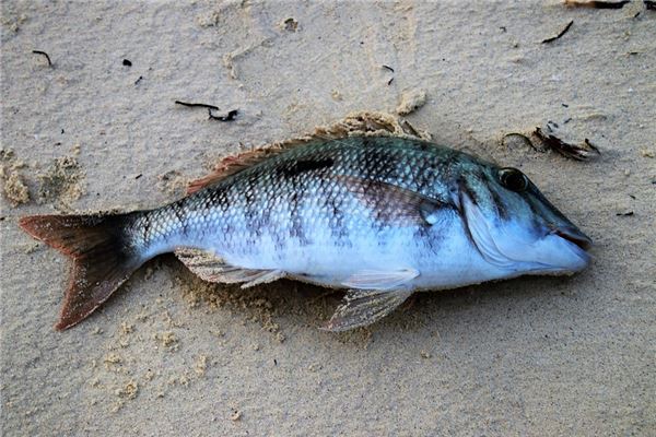 夢見死魚是什麼意思_周公解夢