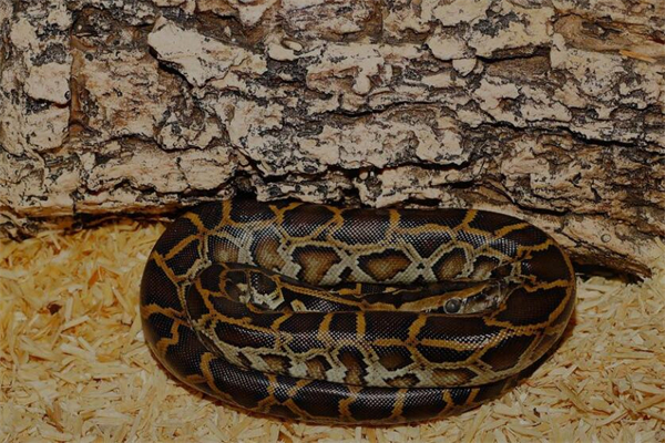 夢到了打死很多蛇是啥意思_周公解夢