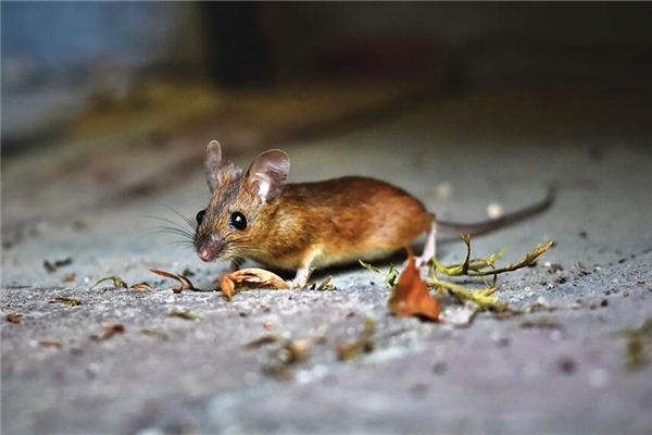 屬鼠的女的21年多大了_十二生肖