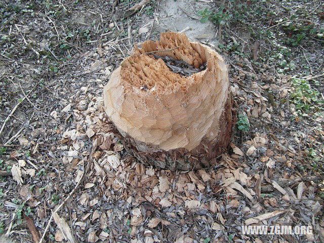 夢見兒子腿受傷流血_周公解夢夢到兒子腿受傷流血是什麼意思_做夢夢見兒子腿受傷流血好不好_周公解夢官網