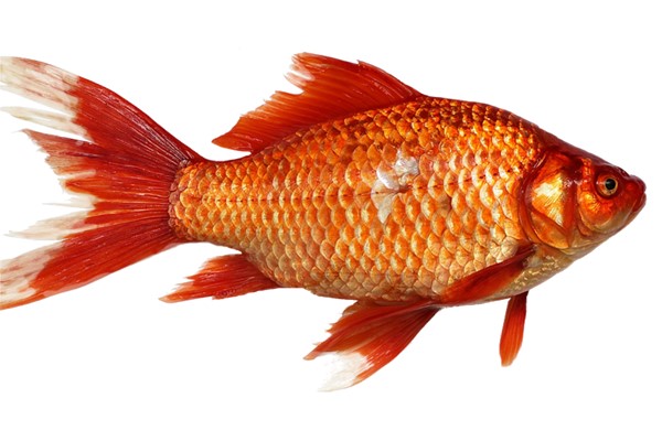 夢到了魚懷孕是不是好的徵兆呢_周公解夢