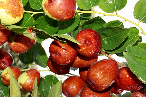 夢見很多酸棗樹是啥意思_周公解夢