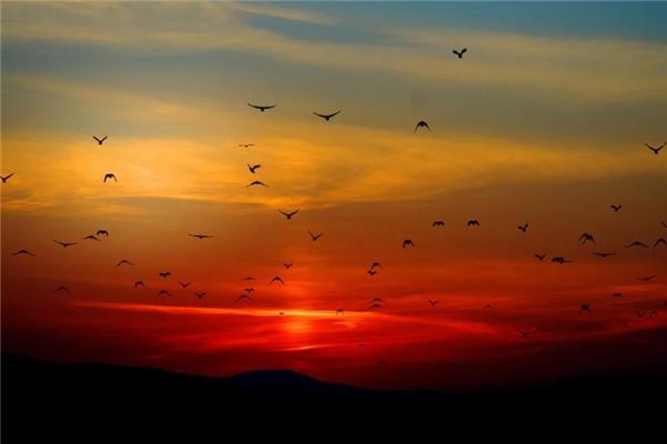 夢見很多鳥_周公解夢