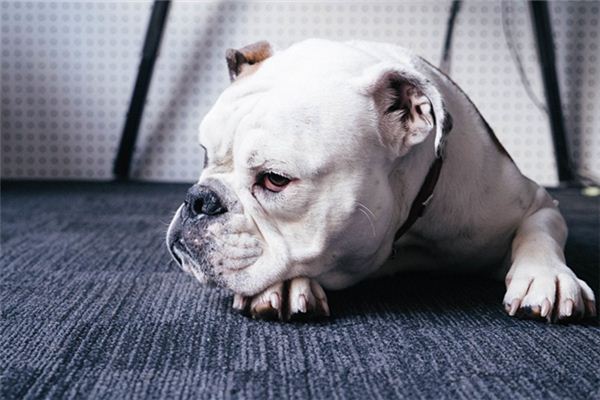 夢見被惡犬追咬_周公解夢