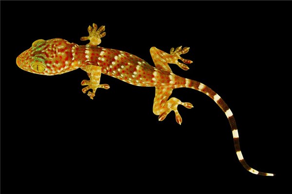 夢見被壁虎咬預示著什麼_周公解夢