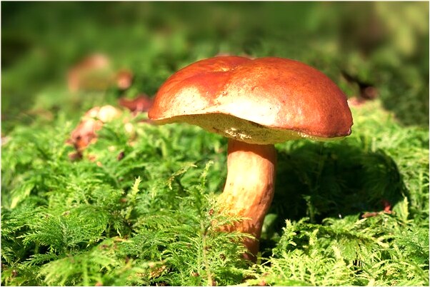 夢見魚在裝著水的馬夾袋裡怎么樣_周公解夢官網