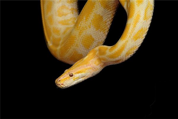 夢到黃金蟒蛇_周公解夢