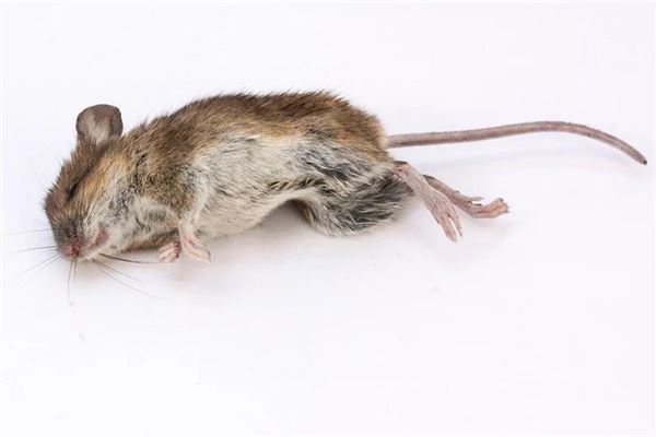 夢見好多死老鼠_周公解夢