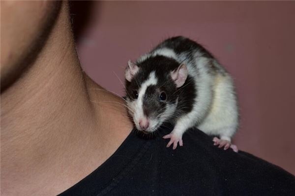 1984年5月出生屬鼠適合的工作_十二生肖