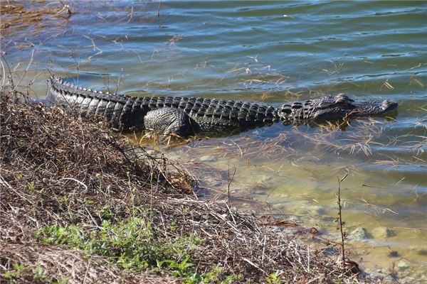 夢見好多鱷魚_周公解夢