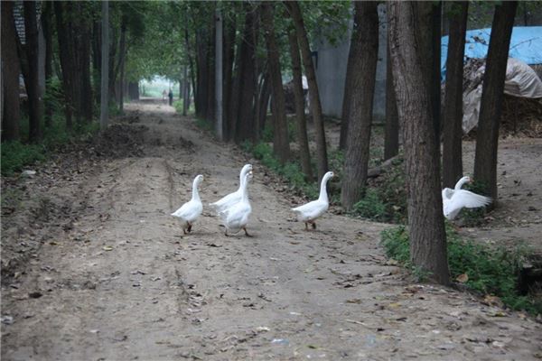 夢見大白鵝_周公解夢