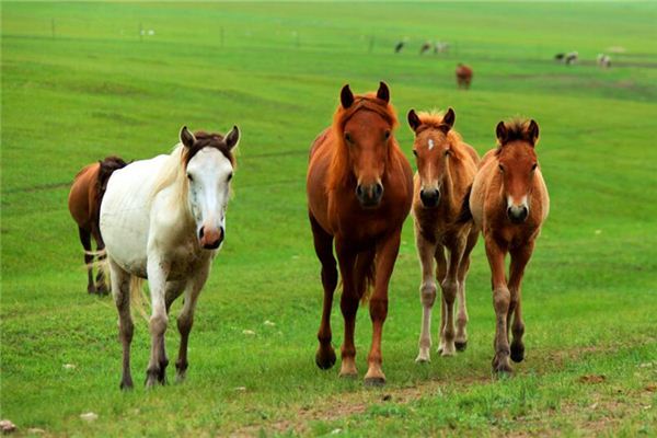 生肖馬在牛年中好不好_十二生肖