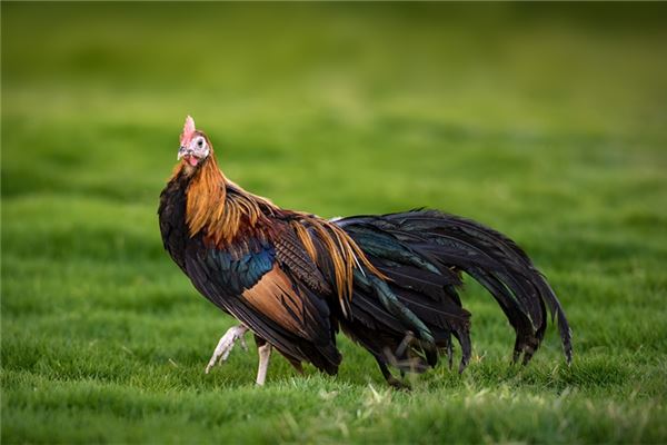 屬雞女愛上一個人要多久_十二生肖