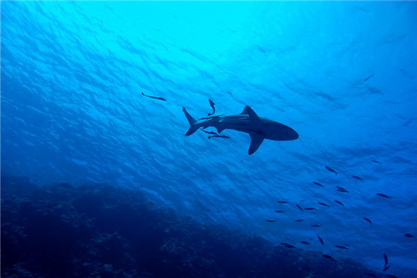 夢到大魚是凶兆還是吉兆_周公解夢