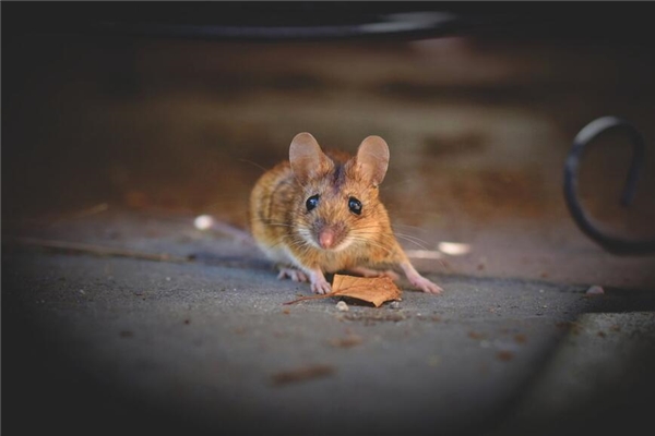 1996年出生生肖婚配怎樣_十二生肖