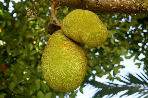 夢到了鳳梨樹是什麼徵兆_周公解夢