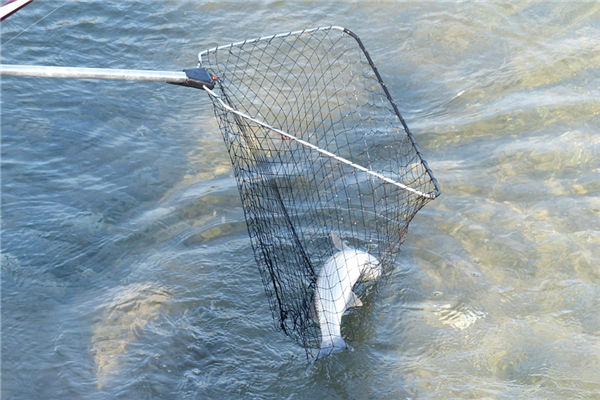 做夢夢見抓魚_周公解夢