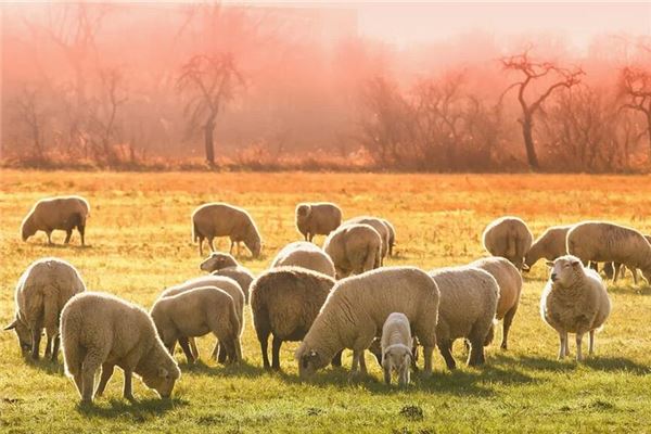 夢見羊頂我是什麼意思_周公解夢
