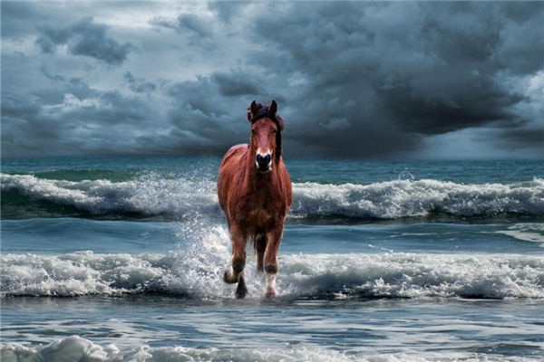 屬馬的男人情感追求_十二生肖