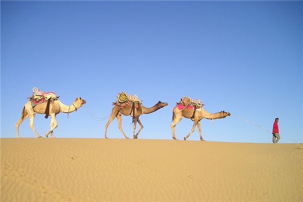 夢到了駱駝死了預示了什麼_周公解夢