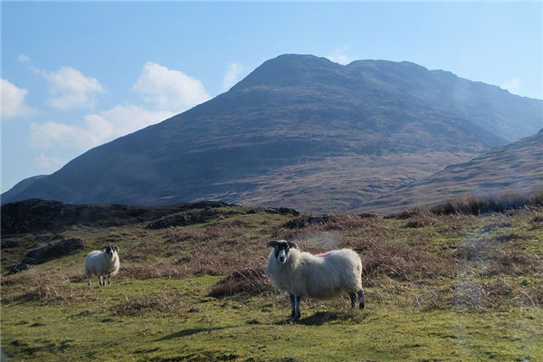 生肖屬羊的22年犯太歲嗎_十二生肖