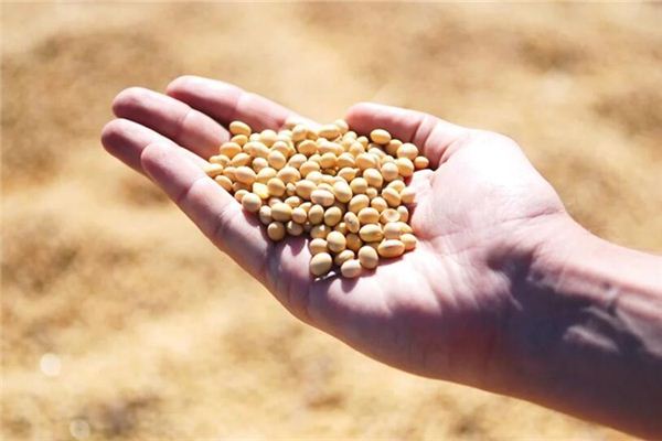 夢見吃炒熟的黃豆_周公解夢