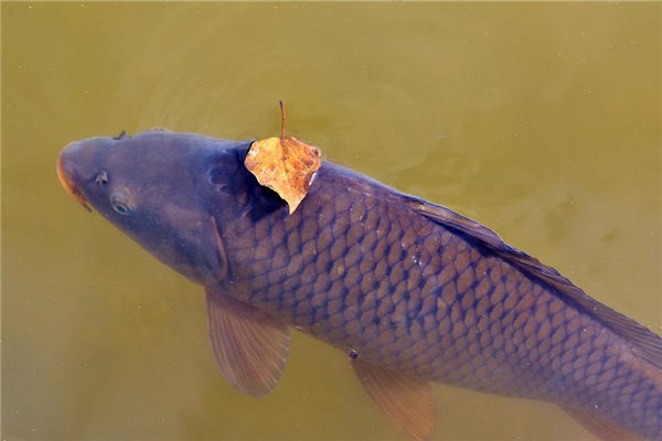 夢到自己偷魚是不是好的徵兆呢_周公解夢
