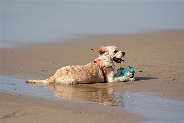 1958年屬什麼生肖幾歲_十二生肖