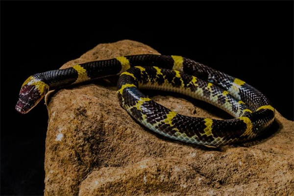 夢見看到蛇是什麼啟示_周公解夢