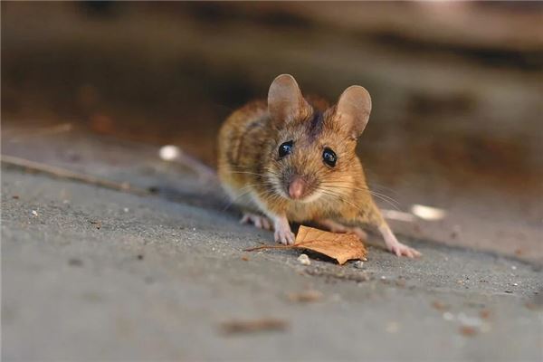 夢見一隻大老鼠_周公解夢