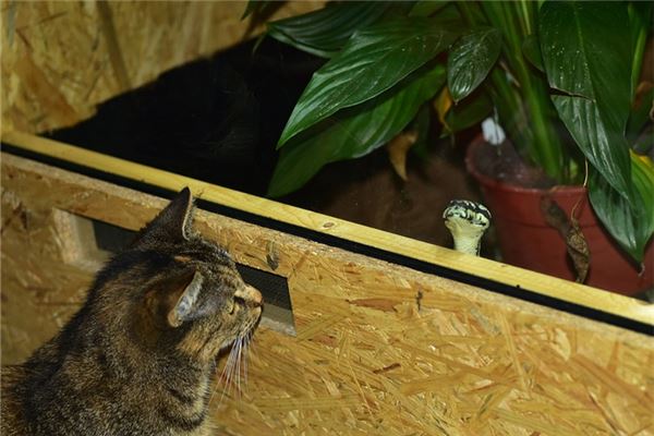 夢到貓蛇大戰是怎么回事_周公解夢