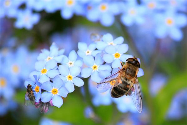 夢見被蜜蜂咬_周公解夢